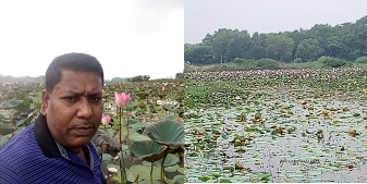 আখাউড়া পদ্ম বিলে ফুটেছে পদ্মফুল