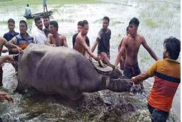 কোরবানির মহিষের তান্ডবে আহত ১৩, পুলিশের গুলি