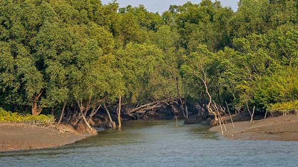 সুন্দরবনের পাশে কারখানা স্থাপনে ৩ প্রতিষ্ঠানকে ছাড়পত্র দেয়ার নির্দেশ