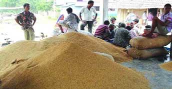 ধান চাল সংগ্রহের সময়সীমা আরও ১৫ দিন বাড়ল