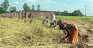 আমন ধানের দাম নিয়ে শঙ্কায় চাষিরা