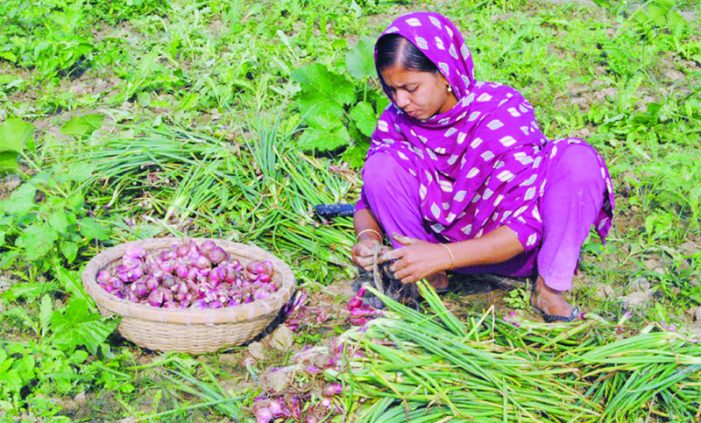 পাহারা দিয়েও রক্ষা হচ্ছে না পেঁয়াজ!