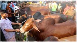 কোরবানির পশুর হাট বসবে রাজধানীর যেসব স্থানে