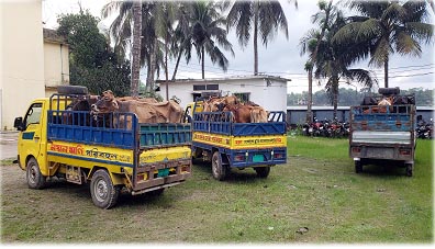 কসবায় ভারতীয় গরু সহ ৬ চোরাকারবারী আটক