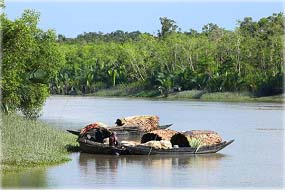 সুন্দরবনে কাঁকড়া আহরণে গিয়ে বাঘের আক্রমণে দুই জেলে নিহত