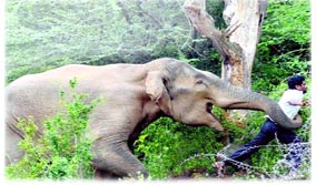 ছেলেরা দালানে, বৃদ্ধার ঠাঁই জঙ্গলে! বন্যহাতির আক্রমণে গেল প্রাণ