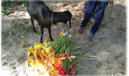 নিজেই জরিমানা পরিশোধ করে ছাগল ফেরত দিলেন সেই ইউএনও