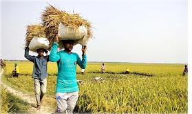 সুনামগঞ্জের আড়াই লাখ চাষি পরিবারের মুখে চওড়া হাসি