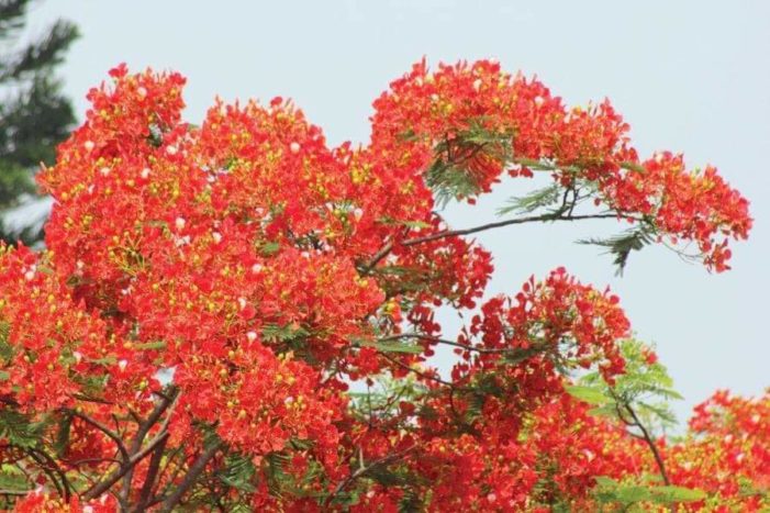 কসবায় লাল কৃষ্ণচূড়া বর্ণিল হাওয়া দোলা দিচ্ছে