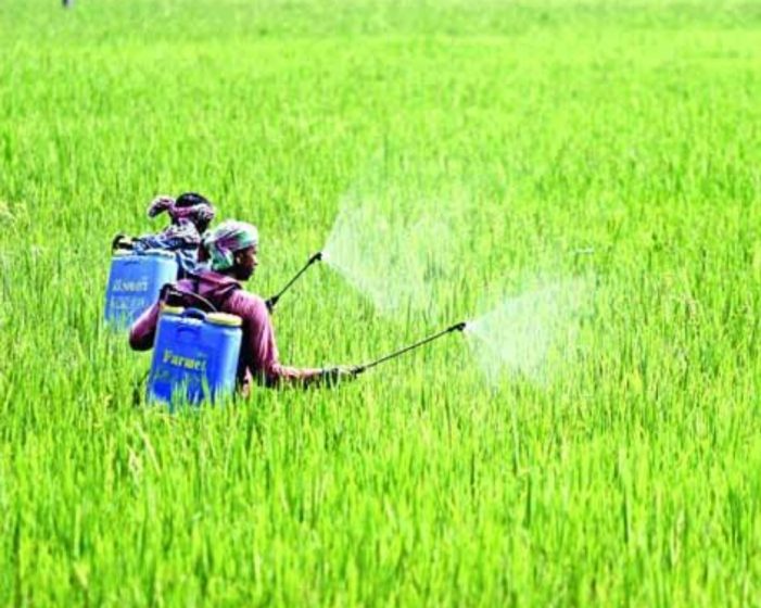 কসবায় সবুজ ধানের মাঝে কৃষকের স্বপ্ন