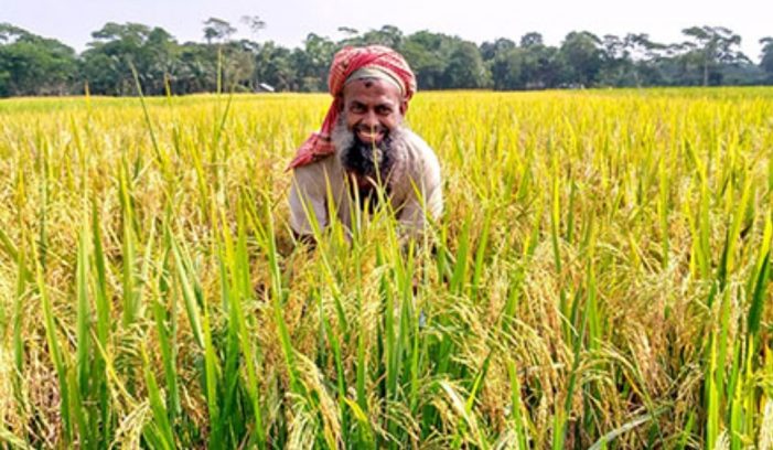 কসবায় রোপা আমনের ভালো ফলনে কৃষকের মুখে হাসি