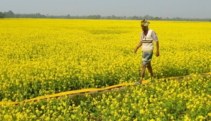 কসবায় সরিষার বাম্পার ফলনে কৃষকের মুখে হাসি