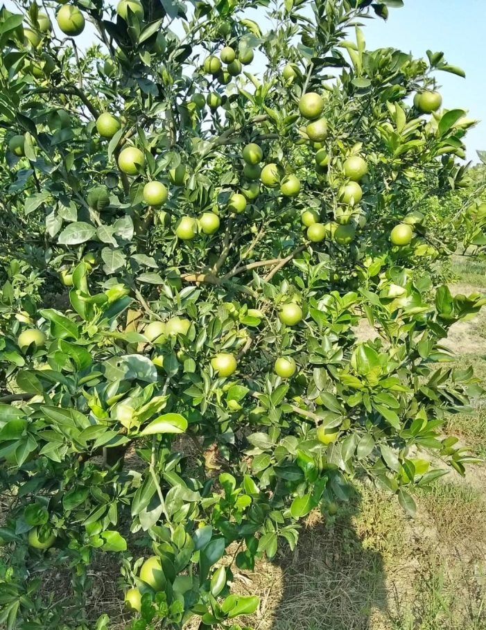 কসবায় মালটা চাষে দিনদিন আগ্রহ বাড়ছে কৃষকের