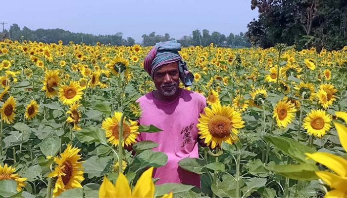 কসবায় সূর্যমুখী ফুল চাষে দিনদিন জনপ্রিয় হয়ে উঠছে