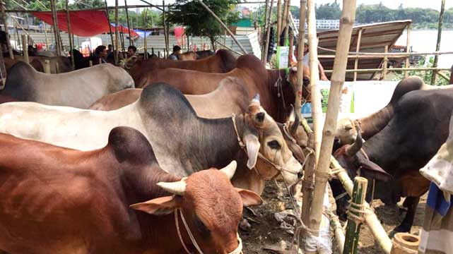 রাজধানীতে কোরবানির পশুর সকল হাটগুলোর অবস্থান