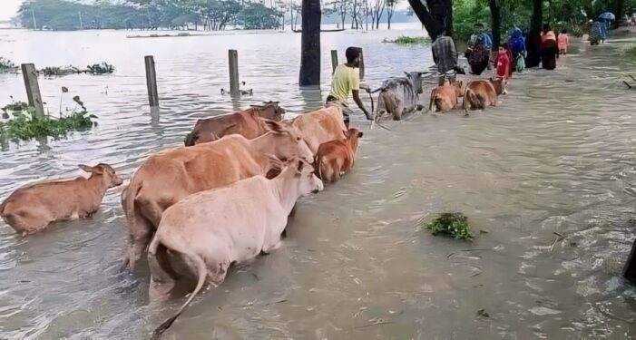 পাহাড়ি ঢলে কসবা উপজেলার বির্স্তীন এলাকা তলিয়ে গেছে