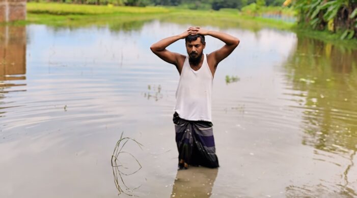 কসবায় আমন চাষিদের কপালে চিন্তার ভাঁজ: ব্যাপক ক্ষয়ক্ষতি