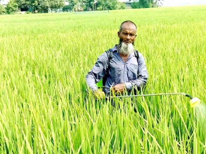 ঠাকুরগাঁওয়ে আমন খেতে মাজরা পোকার আক্রমণ: কীটনাশক প্রয়োগেও পোকা দমন হচ্ছেনা