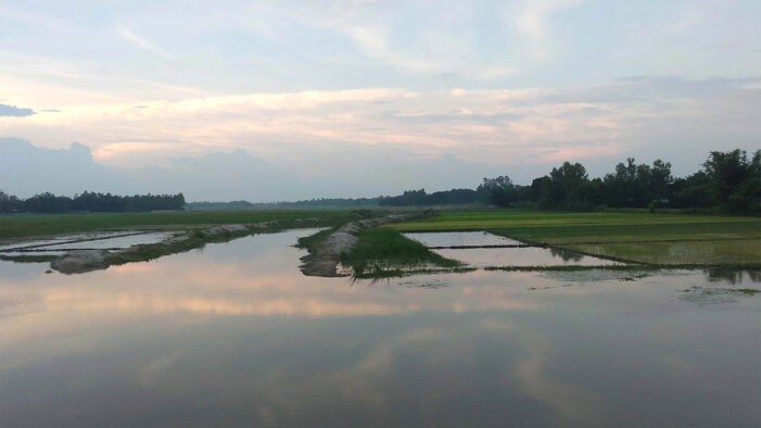 ঠাকুরগাঁওয়ে কৃষিতে সংযুক্ত ১১শ হেক্টর জমি