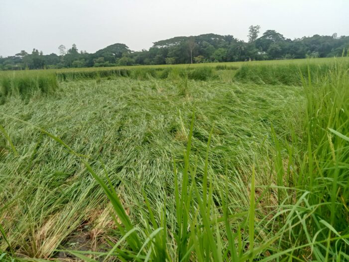 ঠাকুরগাঁওয়ে আমনের পাকা ধানগাছ নুয়ে পড়েছে