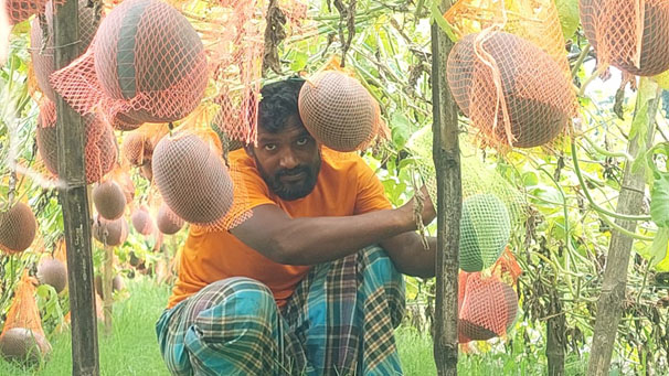 ঠাকুরগাঁওয়ে মালচিং পদ্ধতিতে গ্রীষ্মকালীন ব্লাক বেবি জাতের তরমুজ চাষ হচ্ছে