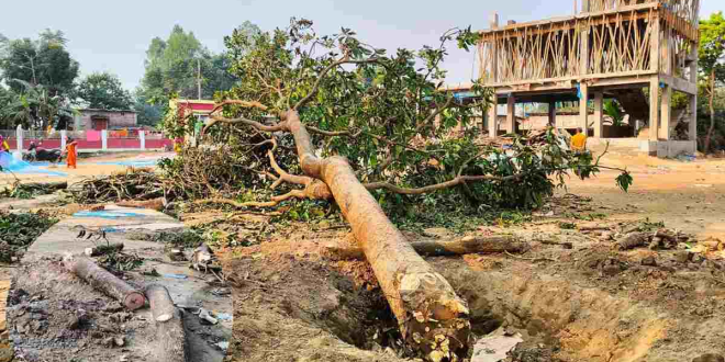 প্রধান শিক্ষকের বিরুদ্ধে বিদ্যালয়ের গাছ কর্তনের অভিযোগ, গাছ জব্দ করেছে প্রশাসন