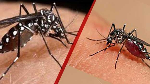 মশায় অতিষ্ঠ রাজধানীবাসী, কি করছে দুই সিটি করপোরেশন…