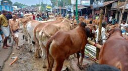 আজ থেকে আগামী ১০দিন ঢাকায় চামড়া পরিবহন নিষিদ্ধ