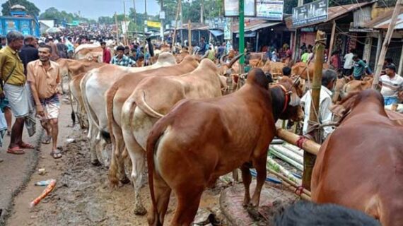 আজ থেকে আগামী ১০দিন ঢাকায় চামড়া পরিবহন নিষিদ্ধ