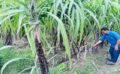 ঠাকুরগাঁওয়ে চাষ হচ্ছে অষ্ট্রেলিয়া ও ফিলিপাইন জাতের আখ