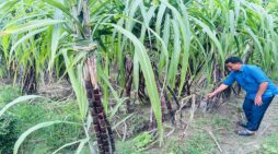 ঠাকুরগাঁওয়ে চাষ হচ্ছে অষ্ট্রেলিয়া ও ফিলিপাইন জাতের আখ