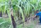 ঠাকুরগাঁওয়ে চাষ হচ্ছে অষ্ট্রেলিয়া ও ফিলিপাইন জাতের আখ