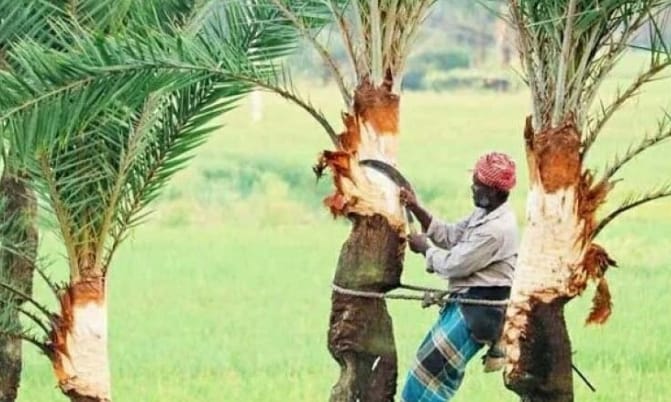 কসবায় রস সংগ্রহের নামে খেজুর গাছের অতি-নিধন পরিবেশ ও আবহা ওয়ায় বিপর্যয়ের আশঙ্কা