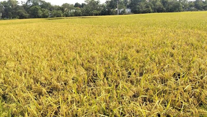 কসবায় রোপা আমন ধানের বাম্পার ফলন