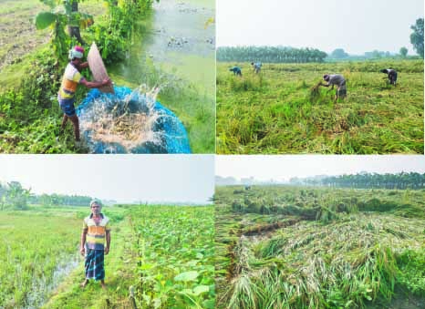 অতি বৃষ্টিতে ১০কোটি টাকার ফসল নষ্ট, রাজশাহীর ৪ হাজার কৃষক ক্ষতিগ্রস্ত