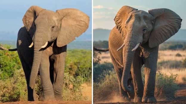 ছবি বা ভিডিও এআই দিয়ে তৈরি কিনা যাচাই পদ্ধতি