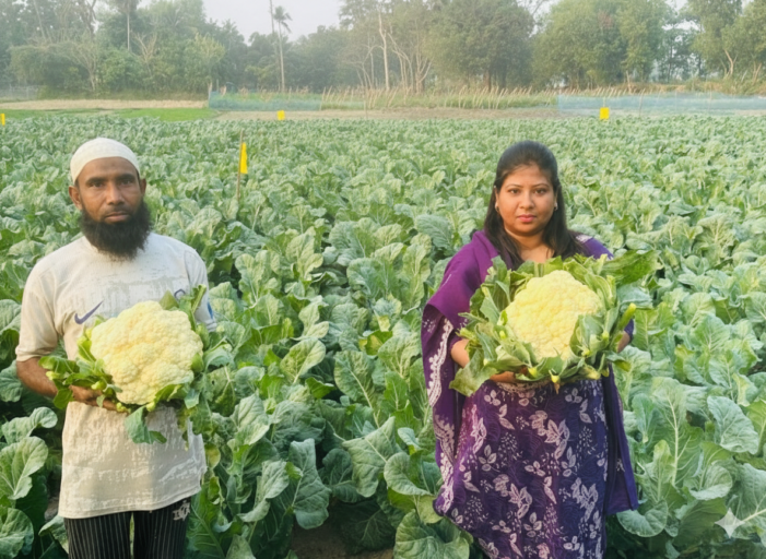 কসবায় ফুলকপি চাষ করে অভাবনীয় সাফল্য অর্জন করেছেন কৃষক রবিউল