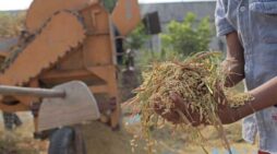 নতুন ছয়টি ধানের জাত যুক্ত হলো দেশের শস্য ভান্ডারে