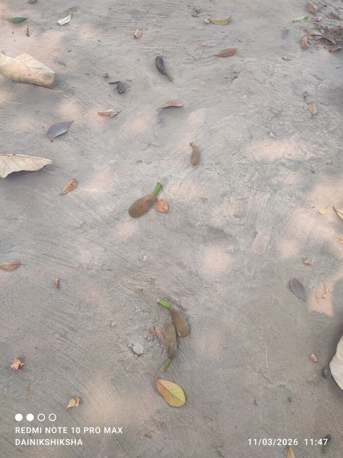 ঠাকুরগাঁওয়ে কাঁঠাল গাছে ‘মুচি পচা’ রোগের আক্রমণ: ফলন বিপর্যয়ের আশঙ্কায় বাগান মালিকরা