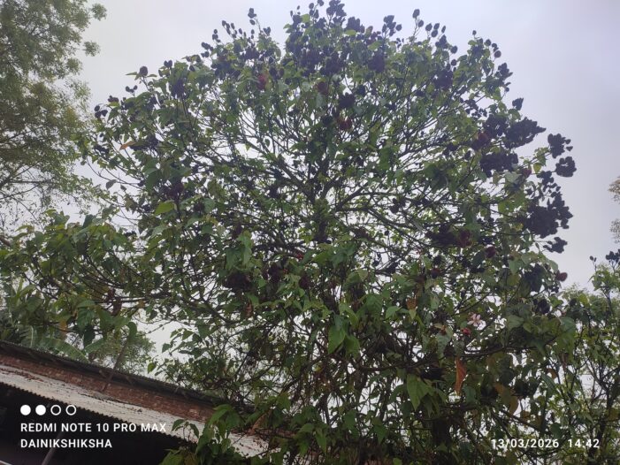 রানীশংকৈলে লটকনের বাম্পার ফলন; বাণিজ্যিক চাষে কৃষি বিভাগের সহযোগিতা চান স্থানীয়রা