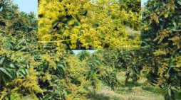 ঠাকুরগাঁওয়ে আমের আগাম মুকুল: বাম্পার ফলনের স্বপ্নে বিভোর চাষিরা