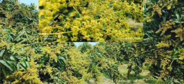 ঠাকুরগাঁওয়ে আমের আগাম মুকুল: বাম্পার ফলনের স্বপ্নে বিভোর চাষিরা