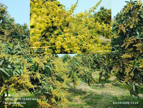ঠাকুরগাঁওয়ে আমের আগাম মুকুল: বাম্পার ফলনের স্বপ্নে বিভোর চাষিরা