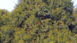 ঠাকুরগাঁওয়ের লিচু ও ২০হাজার টনের স্বপ্ন: সম্ভাবনা বনাম বাস্তবতা