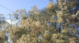 সজনে বিপ্লব ঠাকুরগাঁওয়ের কৃষি অর্থনীতিতে এক নতুন দিনের হাতছানি