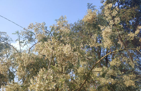 সজনে বিপ্লব ঠাকুরগাঁওয়ের কৃষি অর্থনীতিতে এক নতুন দিনের হাতছানি