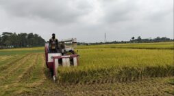 কসবায় হার্ভেস্টার সিন্ডিকেটে প্রতি বিঘায় ৩০০০-৩৫০০ টাকা, দিশেহারা প্রান্তিক কৃষক