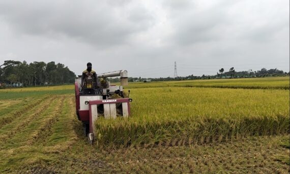 কসবায় হার্ভেস্টার সিন্ডিকেটে প্রতি বিঘায় ৩০০০-৩৫০০ টাকা, দিশেহারা প্রান্তিক কৃষক