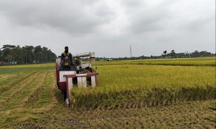কসবায় হার্ভেস্টার সিন্ডিকেটে প্রতি বিঘায় ৩০০০-৩৫০০ টাকা, দিশেহারা প্রান্তিক কৃষক