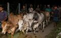 ঈদকে সামনে রেখে কসবা সীমান্তে ভারতীয় গরুর চোরাচালান বৃদ্ধি, দুশ্চিন্তায় দেশীয় খামারিরা